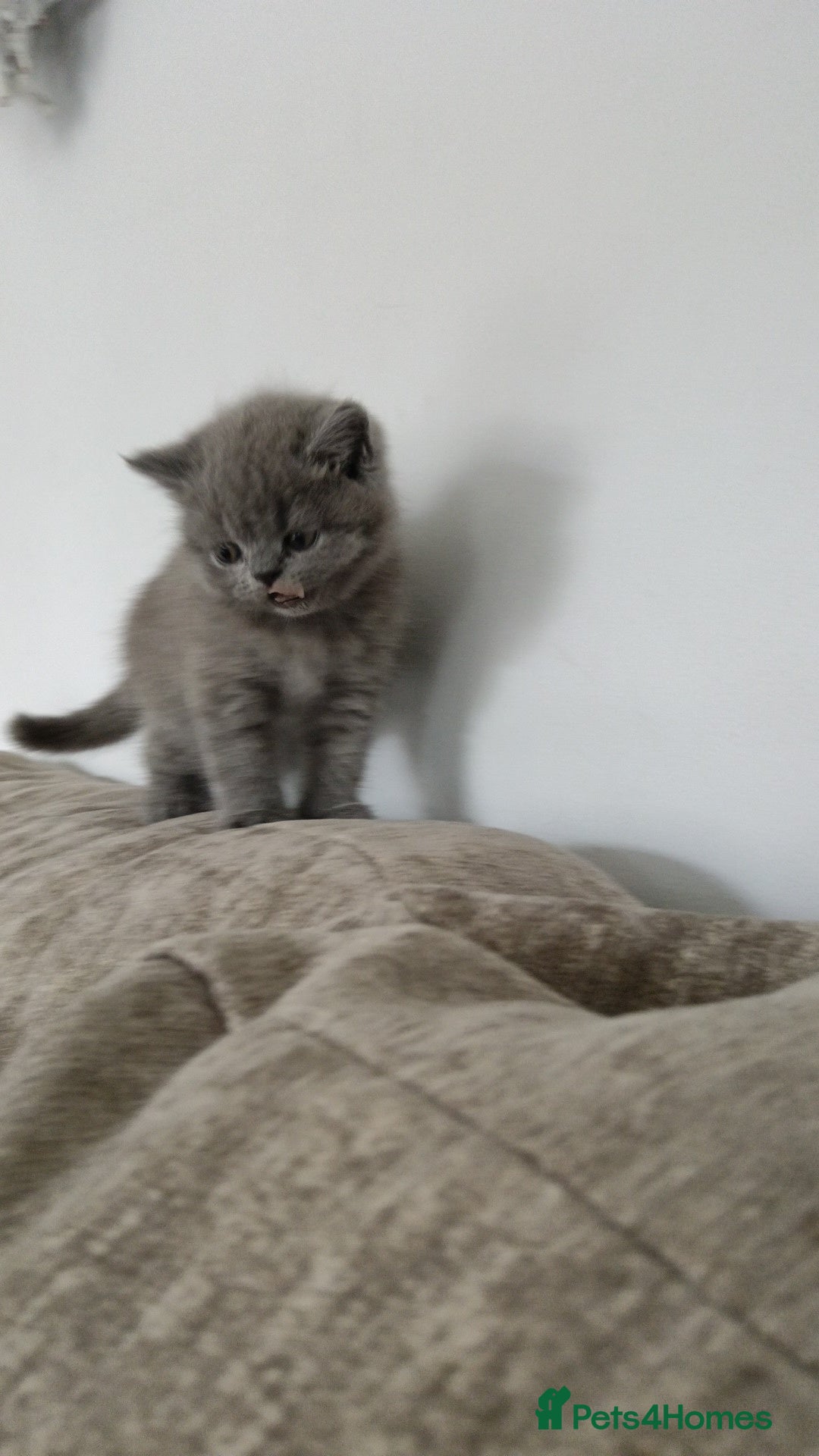 British Shorthair cats for sale: Gorgeous blue britishshorthair/persian - Image 5