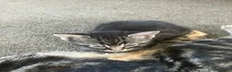 Domestic Shorthair cats for sale: Litter of 4 for sale - Advert 12