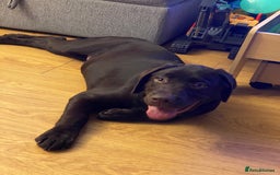 Labrador Retriever dogs for stud: Chocolate Lab for Stud - Image 5