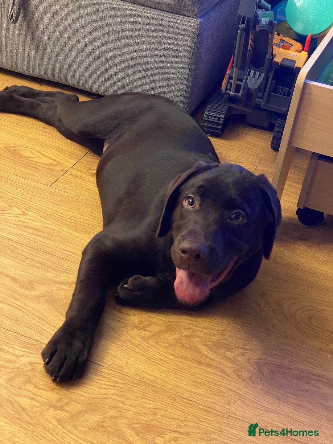 Labrador Retriever dogs for stud: Chocolate Lab for Stud - Image 5