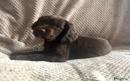Cocker Spaniel dogs for sale: Extensively Health tested/KC REG Cocker Puppies - Image 6