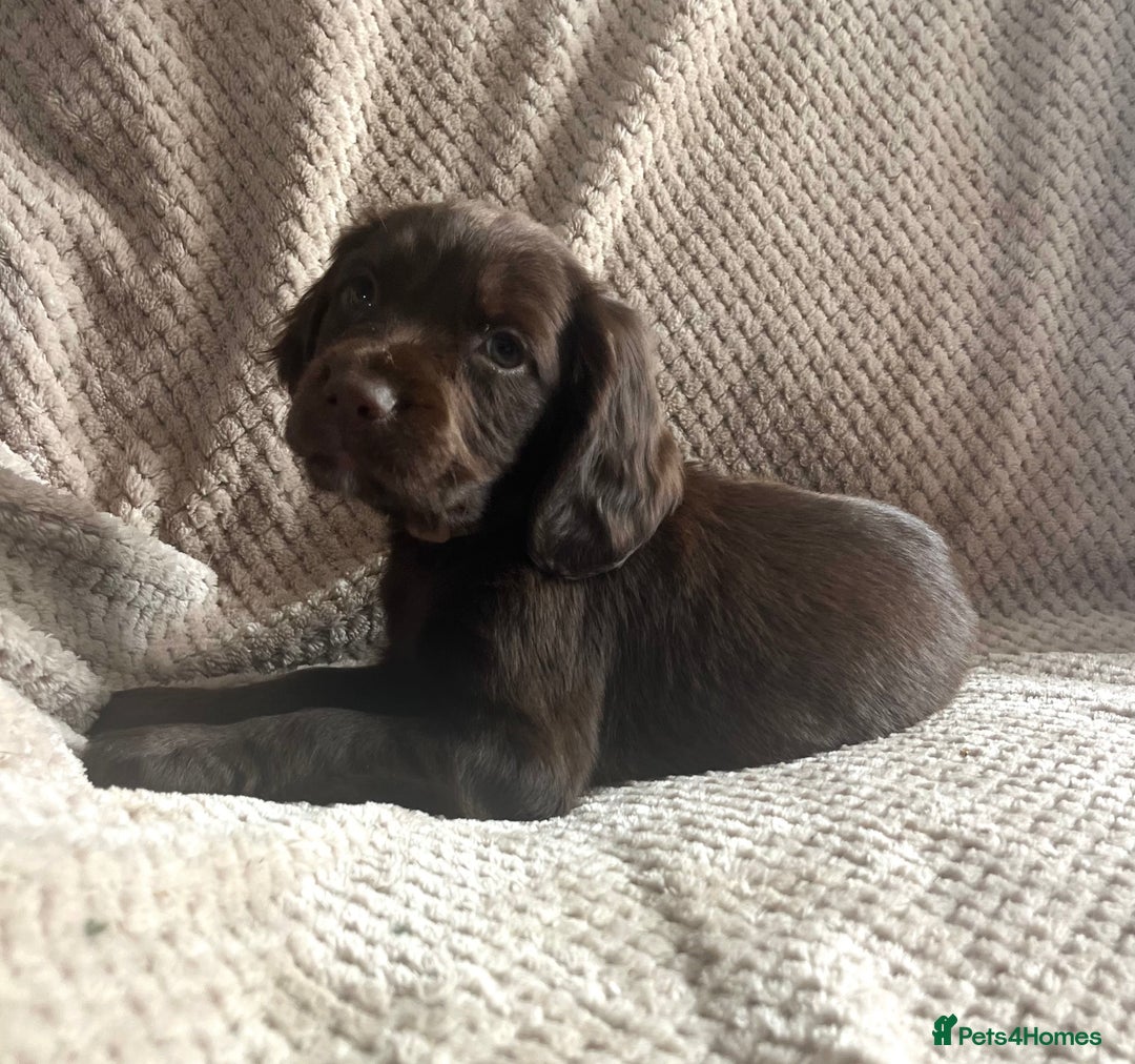Cocker Spaniel dogs for sale: Extensively Health tested/KC REG Cocker Puppies - Image 6