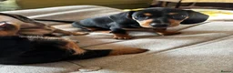 Dachshund dogs for sale: Miniature Dachshund Puppies Read Soon  - Advert 23