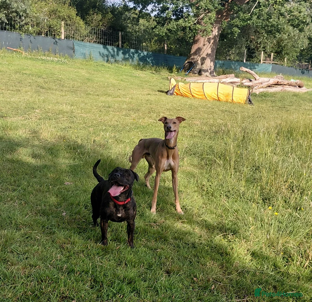 Mixed Breed dogs for sale: Staffy x whippet puppies in Uckfield - Advert 7