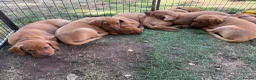 Labrador Retriever dogs for sale: Labrador puppies Fox Red - Advert 1