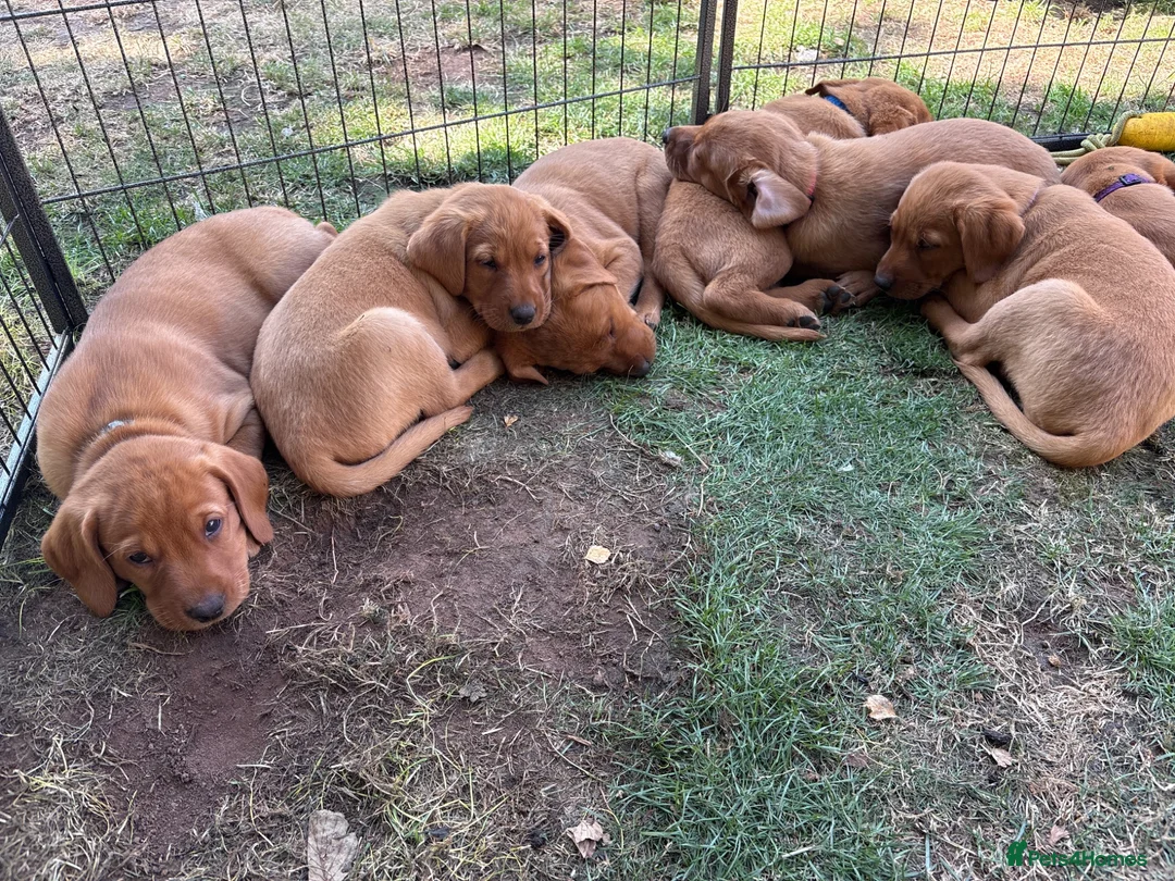 Labrador Retriever dogs for sale: Labrador puppies Fox Red - Advert 1