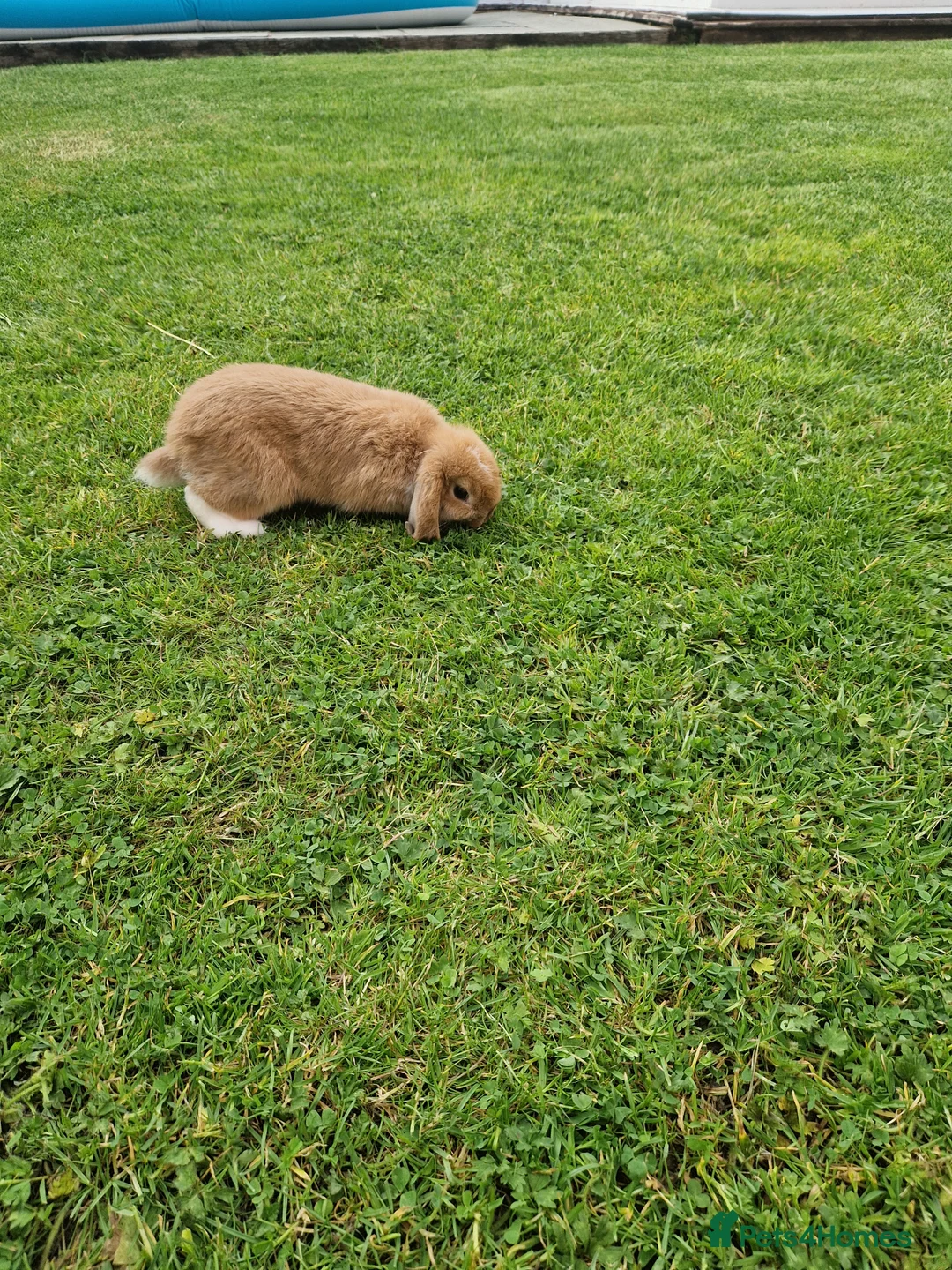 Mini Lop rabbits for sale: Mini Lop rabbit - Advert 2