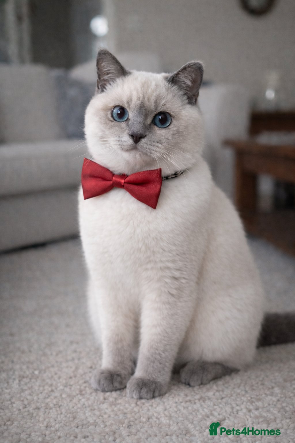 British Shorthair cats Pedigree White British Shorthair - Colourpoint BSH - Advert 2