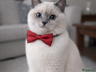 British Shorthair cats Pedigree White British Shorthair - Colourpoint BSH - Advert 2