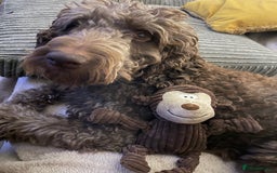 Goldendoodle dogs for stud: Our gorgeous boy Benji  in Northwich - Image 7