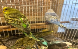Budgerigars birds for sale: BUDGIES FOR SALE, all in good health - Image 8