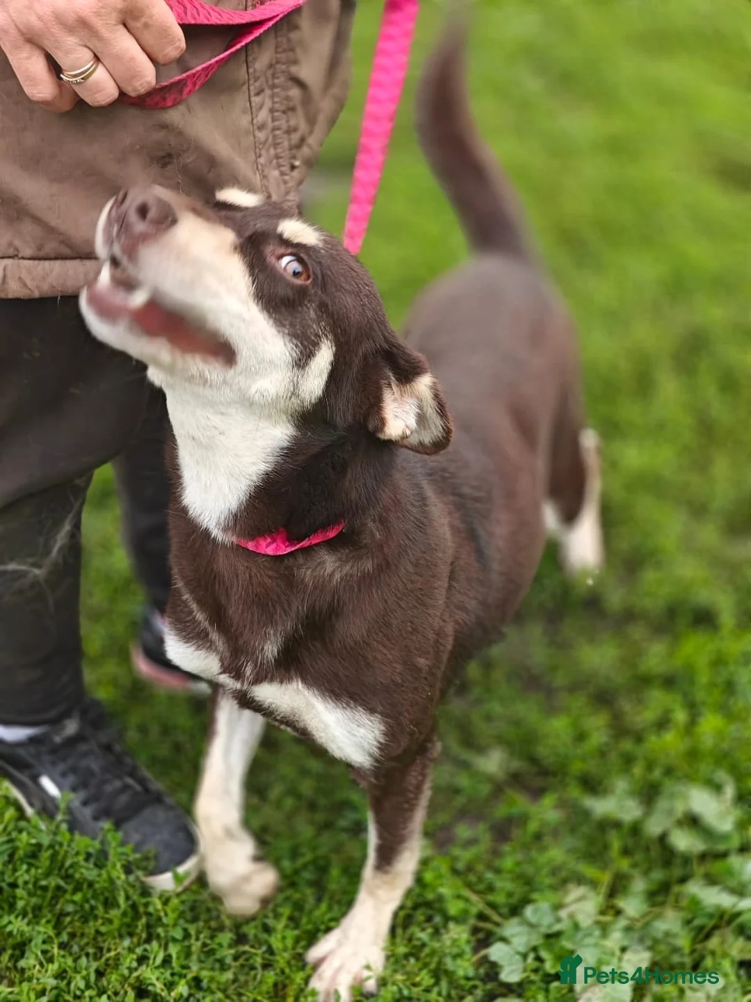 Mixed Breed dogs for adoption: ❤️Azara❤️: 3-year-old small-to-low-medium girl  - Advert 14