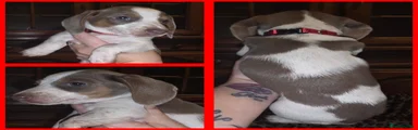 Red collar patchy tri girl