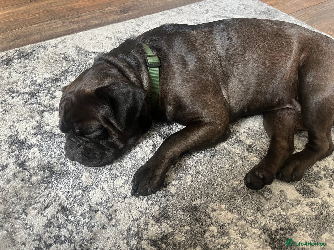Frug dogs for sale: 18 month old male frug - Advert 2