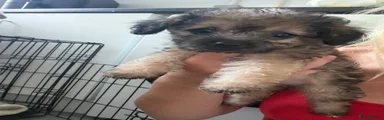 Jackapoo 5