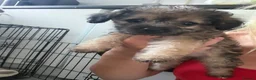 Jackapoo dogs for sale: Jackapoo puppies  - Advert 13