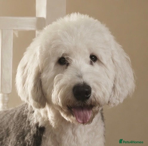 Sheepadoodle dogs Sheepadoodle pups - Advert 1