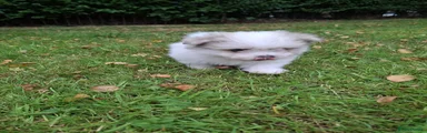 Maltipom 2