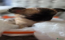 Chihuahua dogs for sale: Tiny Long-Haired Chihuahua Puppies - Image 4