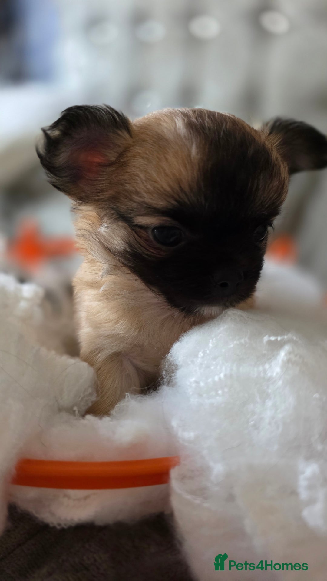 Chihuahua dogs for sale: Tiny Long-Haired Chihuahua Puppies - Image 4