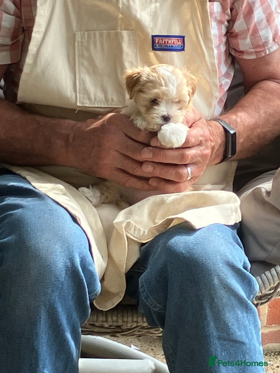 Mixed Breed dogs for sale: Tiny Korean Maltese / Havanese - Image 2