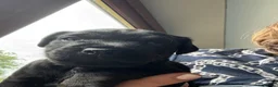 Patterdale Terrier dogs for sale: Gorgeous patterdale pups for sale - Advert 9