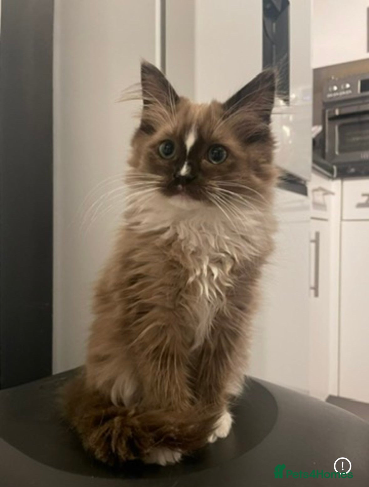 Ragdoll cats Seal sepia full ragdoll female  - Advert 9