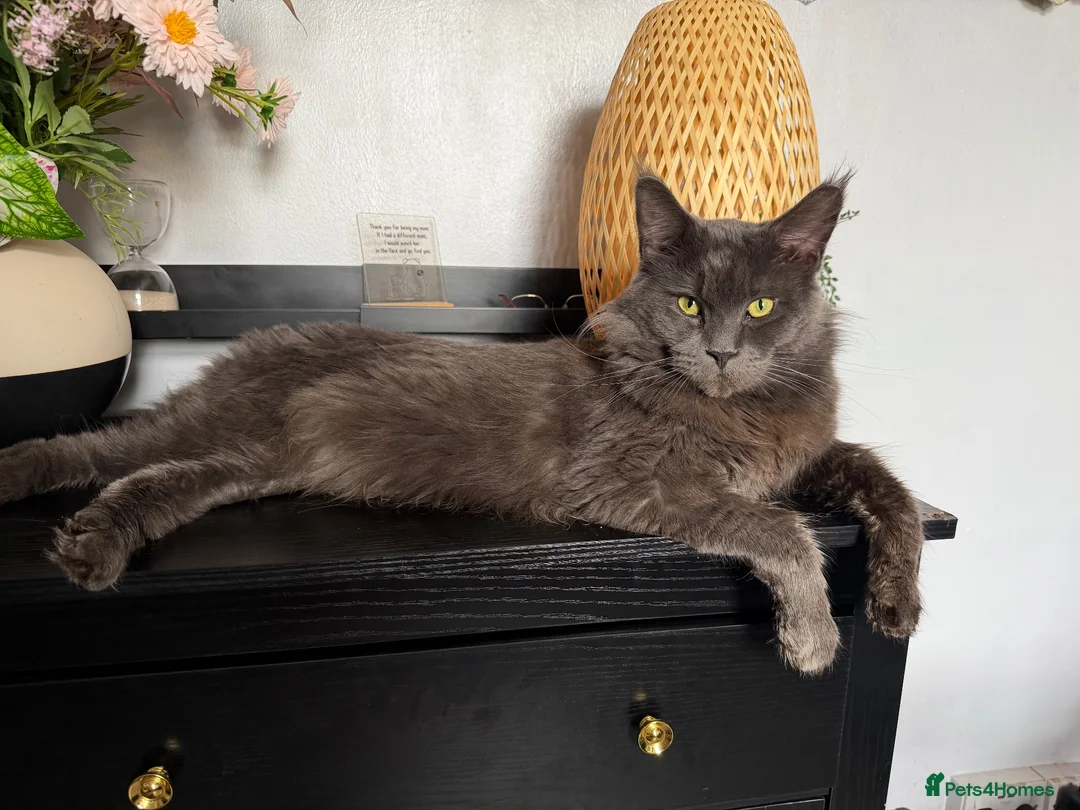 Maine Coon cats for sale: Gorgeous Maine coon  - Advert 2