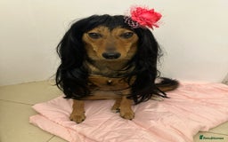 Mixed Breed dogs for adoption: ❤️🐶 RAPUNZEL – 1 year old gentle model❤️🐶  - Advert 5