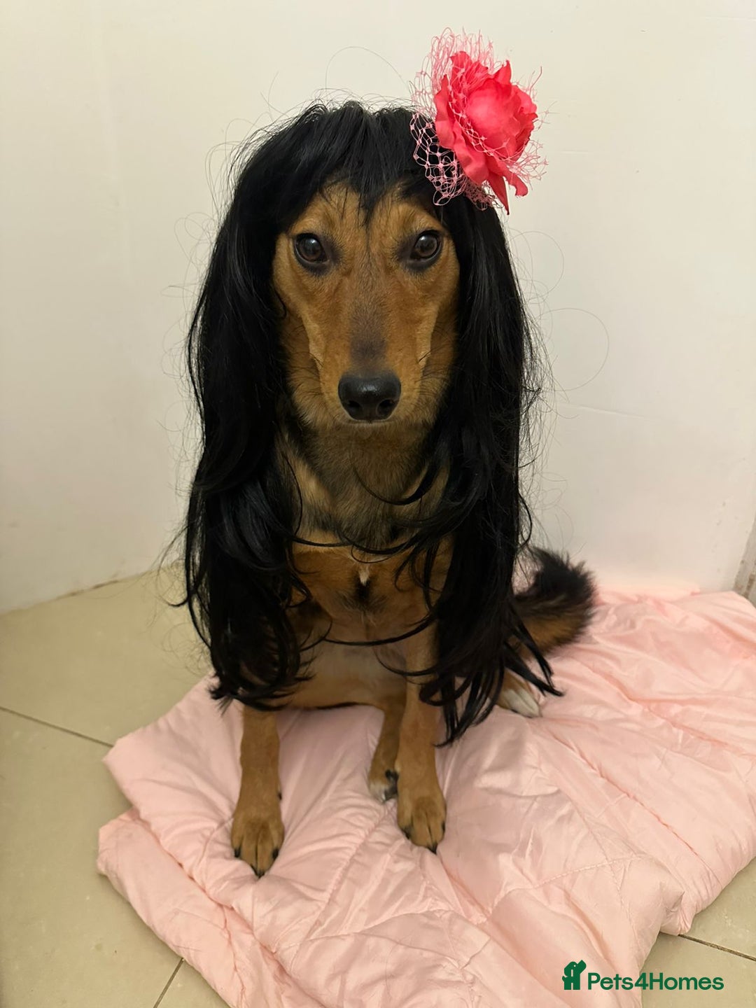 Mixed Breed dogs for adoption: ❤️🐶 RAPUNZEL – 1 year old gentle model❤️🐶  - Advert 5