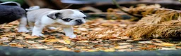 Pug dogs for sale: Panda pugs in Bishop Auckland - Advert 13