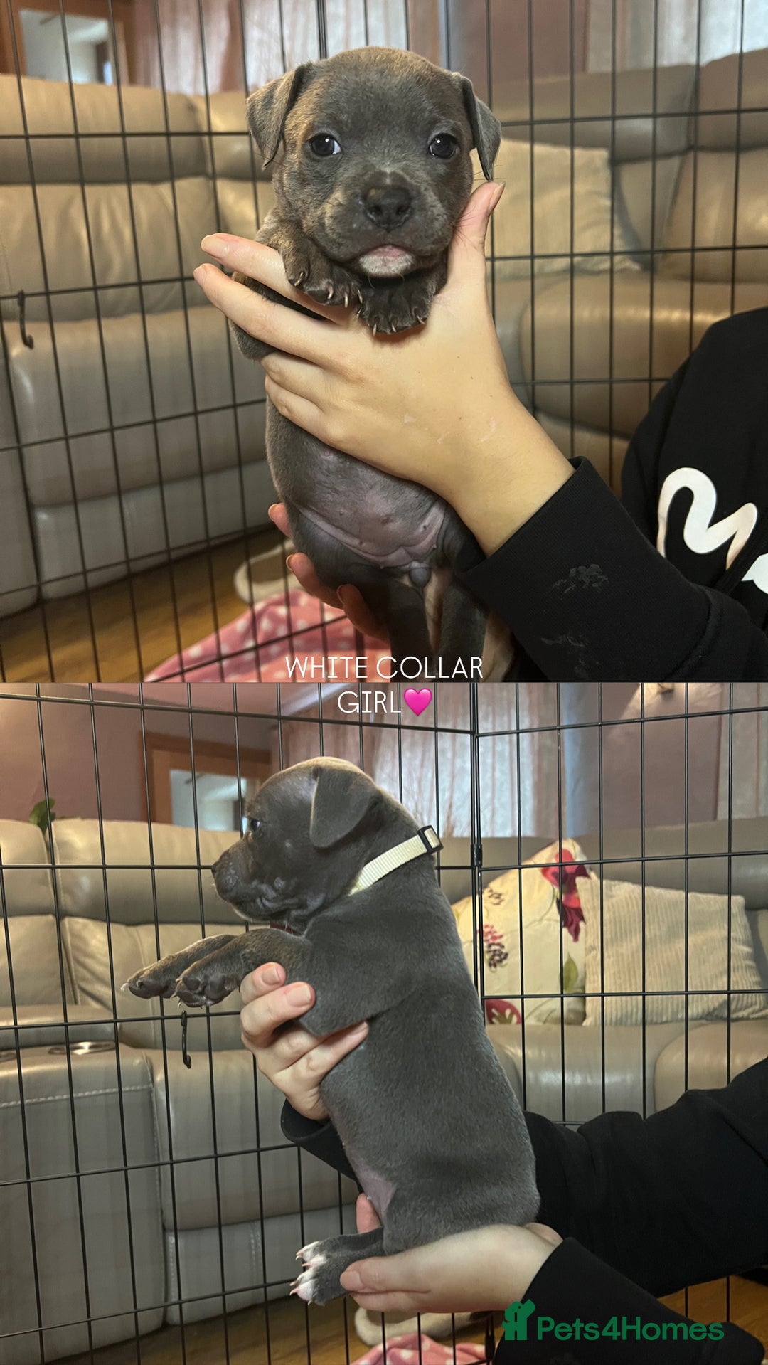 Staffordshire Bull Terrier dogs for sale: 🐾🔥7 beautiful blue staffy’s for sale🔥🐾 - Advert 5