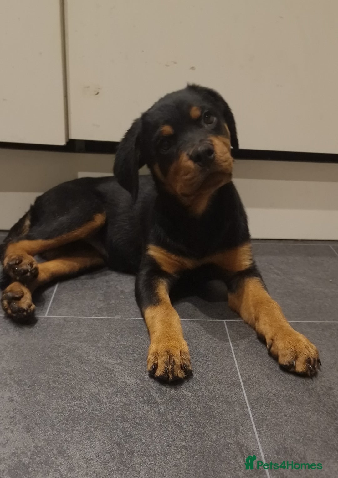 Rottweiler dogs for sale: Quality KC Rottweilers - Advert 19