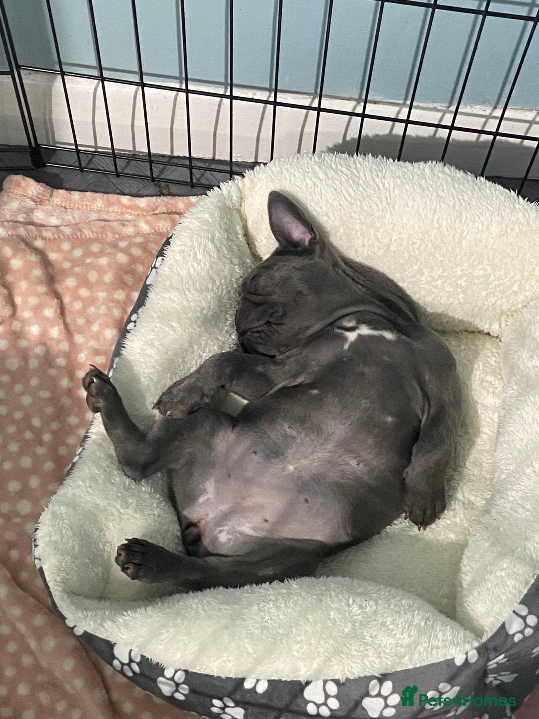 French Bulldog dogs for sale: French bulldog pup girl BLUE 13 weeks old - Image 2