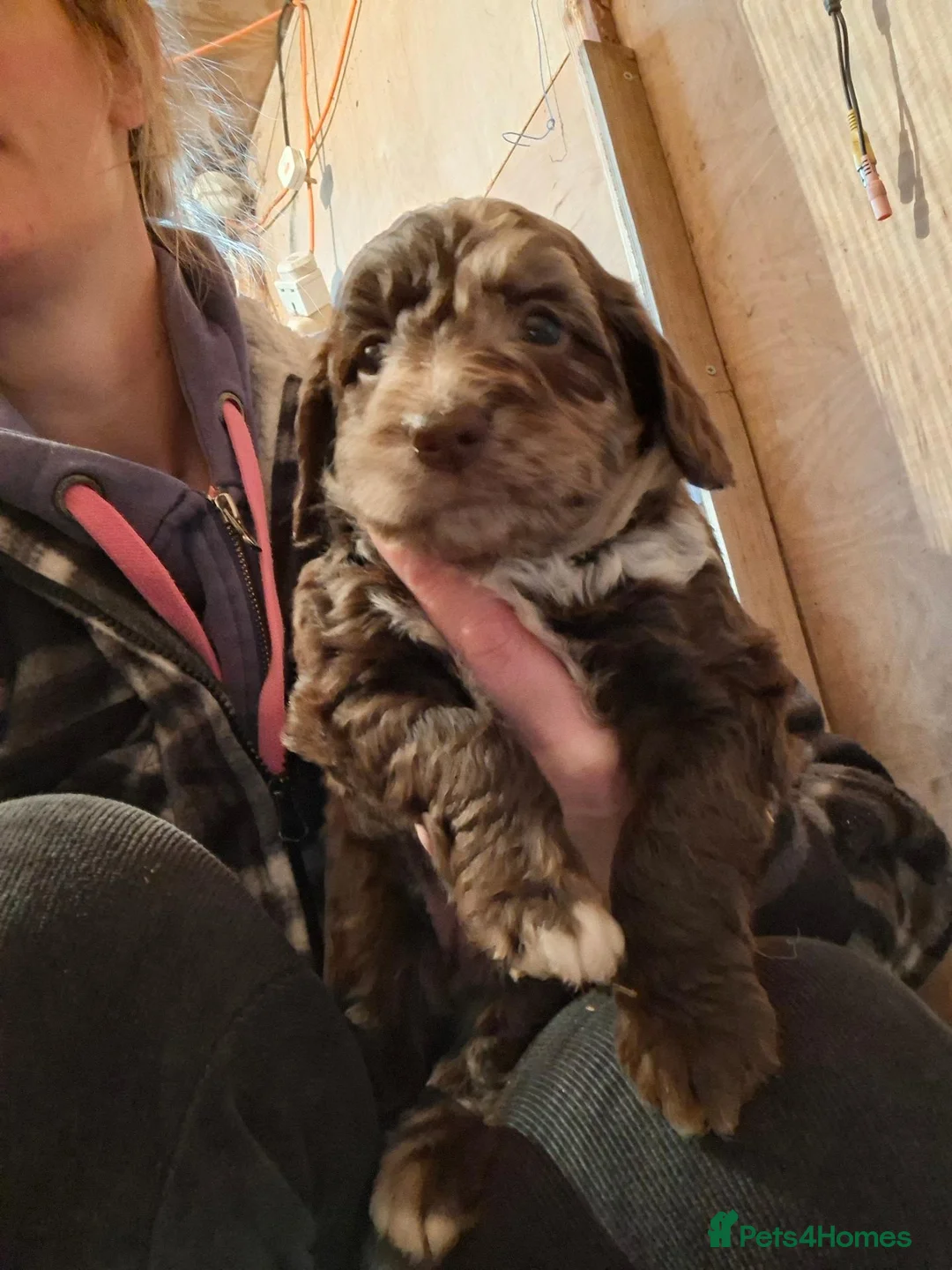 Sproodle dogs for sale: Chocolate Merle Sproodles - Advert 22