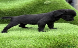 Labrador Retriever dogs for sale: Labrador pups  - Image 27
