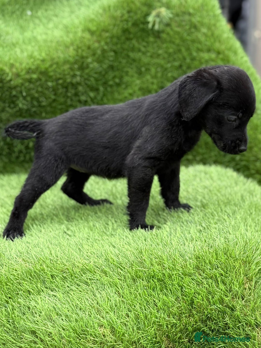 Labrador Retriever dogs for sale: Labrador pups  - Image 27