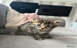 Ragdoll cats for sale: Ragdoll kittens  - Image 13