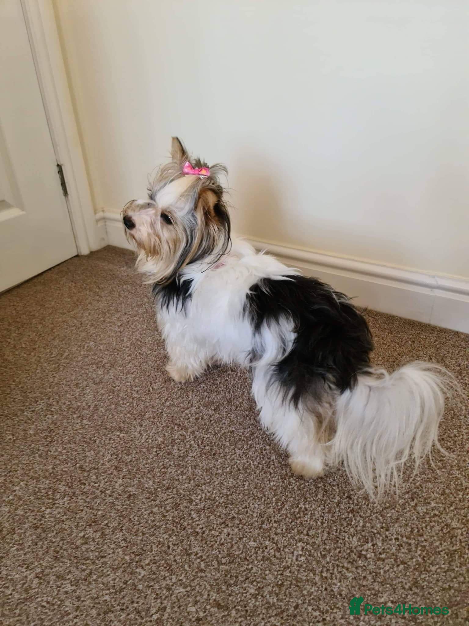 Yorkshire Terrier dogs Biewer Yorkshire Terrier Puppies for Sale – 3 Boys - Advert 4
