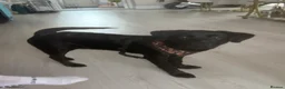 Labrador Retriever dogs for sale: Beautiful 6-Month-Old Puppy - Advert 2