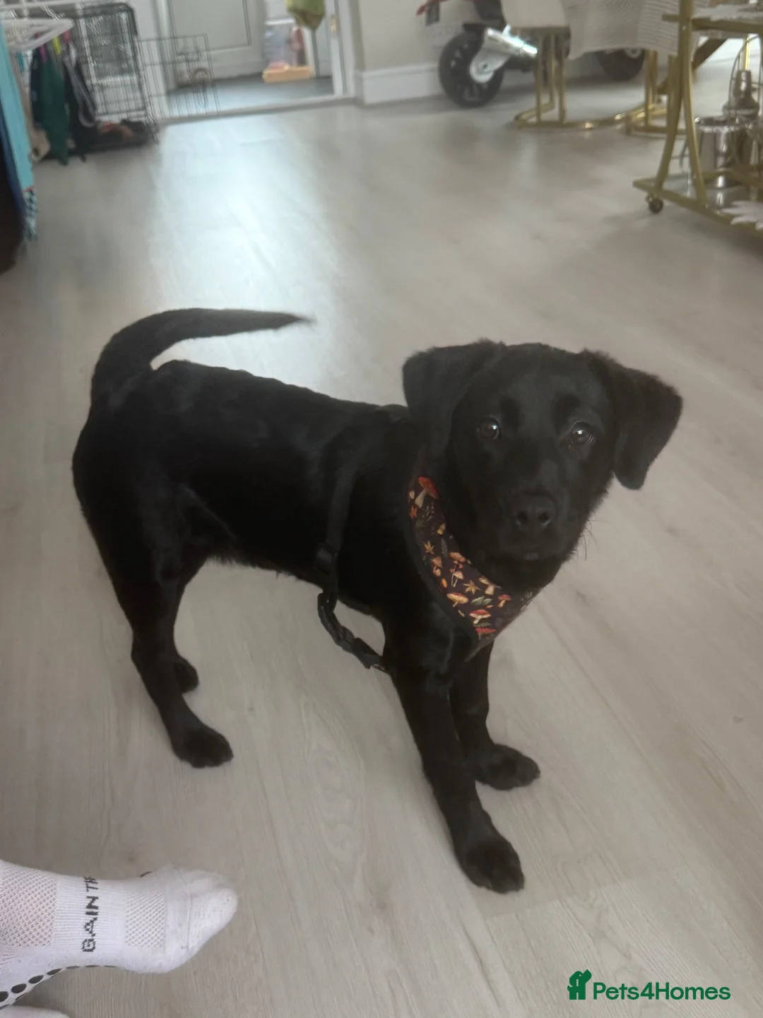 Labrador Retriever dogs for sale: Beautiful 6-Month-Old Puppy - Advert 2