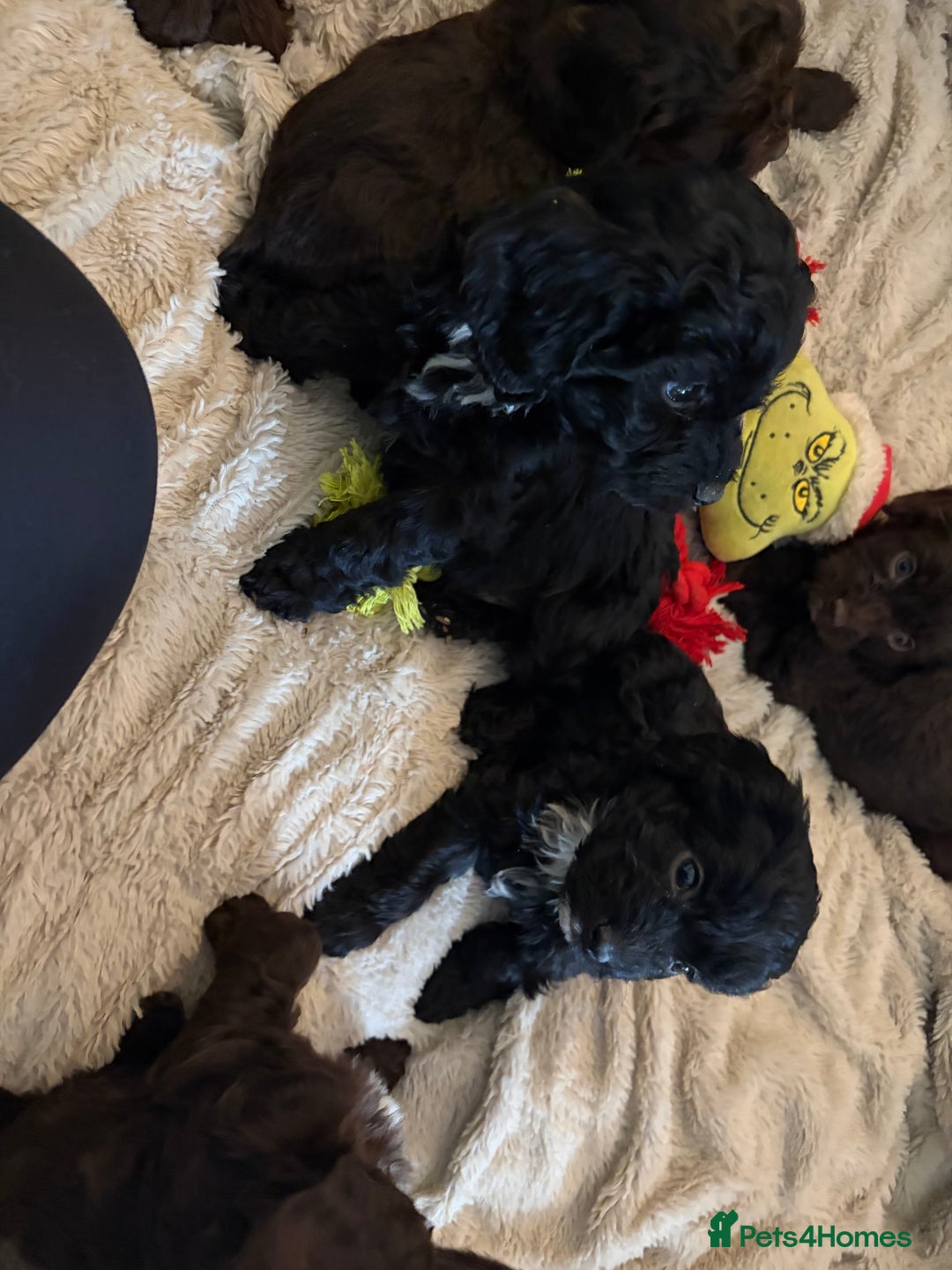 Cockapoo dogs for sale: Beautiful litter of Cockapoo puppies F1 - Advert 11