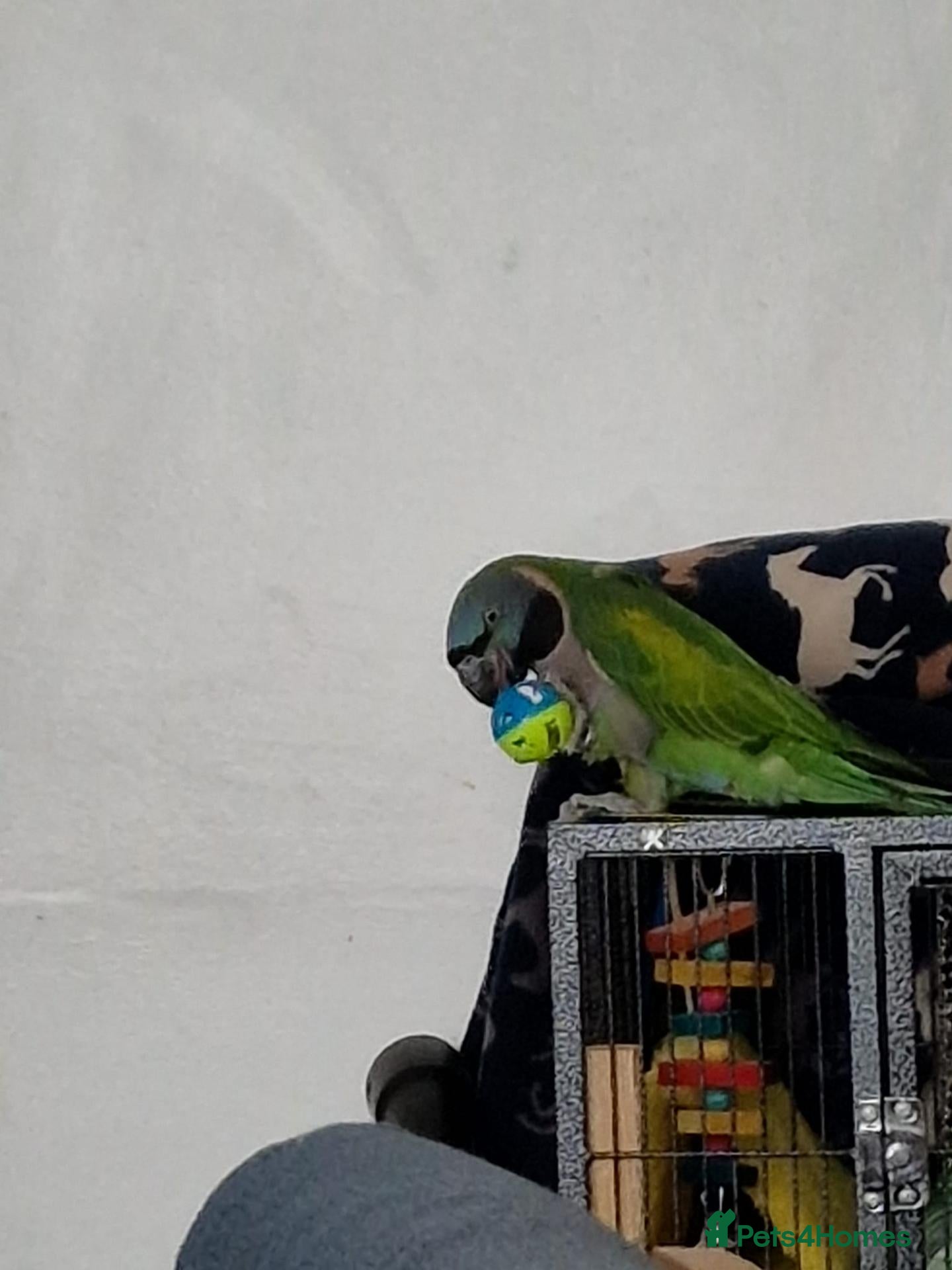 Parrots birds Derbyan for sale  - Advert 2