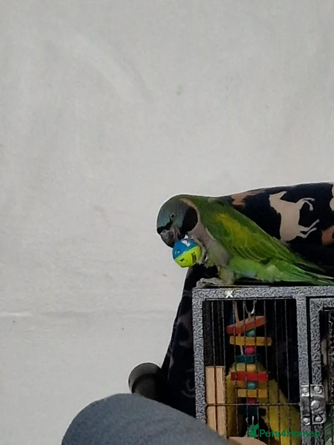 Parrots birds for sale: Derbyan for sale  in Derby - Advert 1