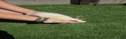 Ferret rodents for sale: Beautiful silver female  - Advert 4
