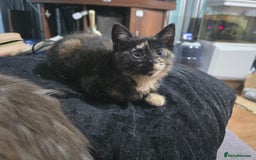 Mixed Breed cats for sale: Mixed breed kittens ready now.  - Image 39