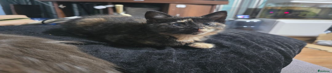 Mixed Breed Kitten 5