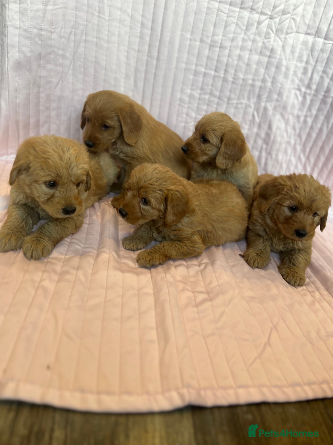 Labradoodle dogs for sale: Beautiful F1 Labradoodles - Advert 5
