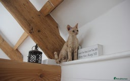 Devon Rex cats for sale: 1 girl left. Stunning Devon Rex GCCF kittens  - Image 31