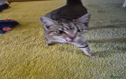 Mixed Breed cats for sale: Tabby x bengal kitten - Image 3